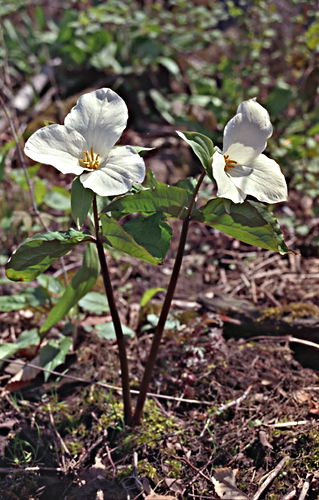 woods floor flower plant trillium