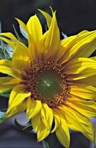  flower plant sunflower