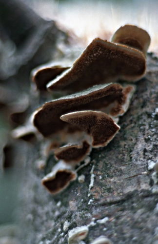  bark fungus