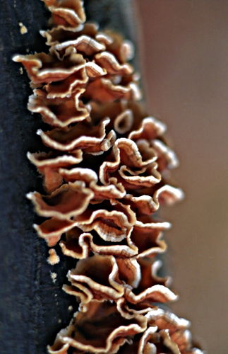  fungus