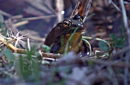 woods floor animal frog