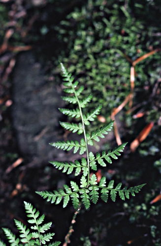 woods floor plant fern