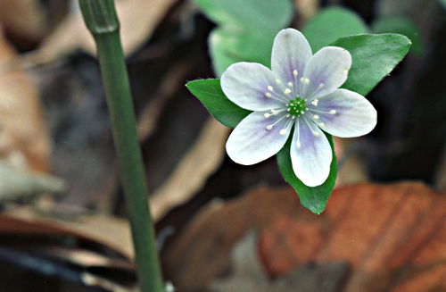 woods floor flower plant hepatica