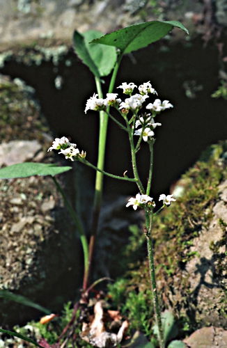 woods floor flower plant saxifrage
