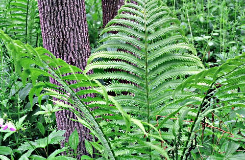 woods floor leaf plant fern