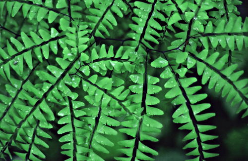  leaf plant fern