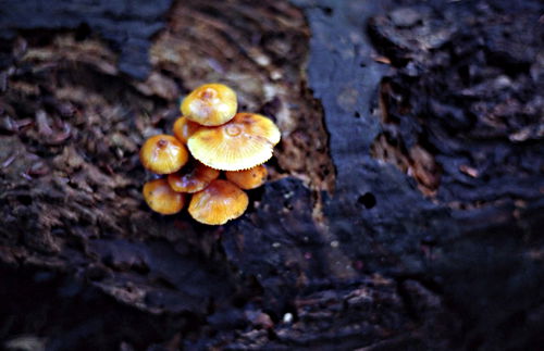woods fungus