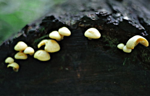 woods fungus
