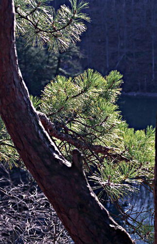 woods lake leaf plant pine