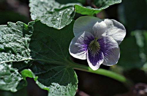 woods floor flower leaf plant violet