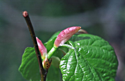 garden bud leaf plant uncertain