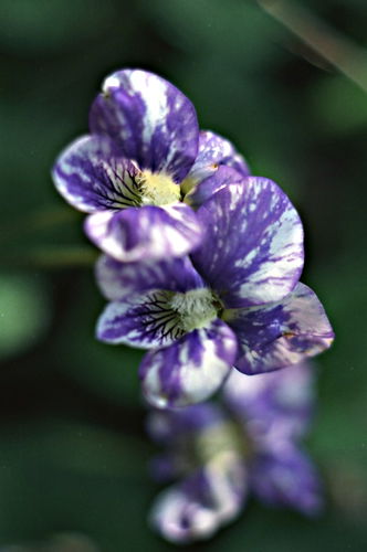  flower plant violet