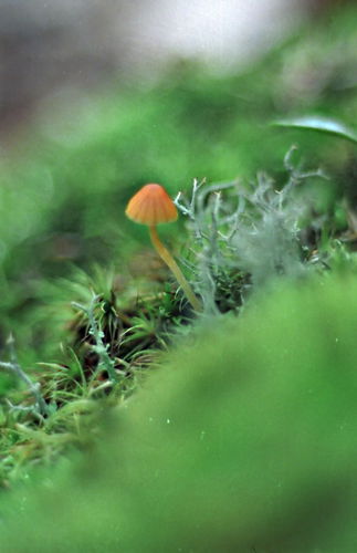  fungus