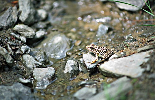 river animal frog
