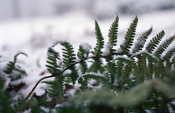 snow garden plant fern