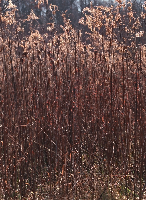 field dry plant grass