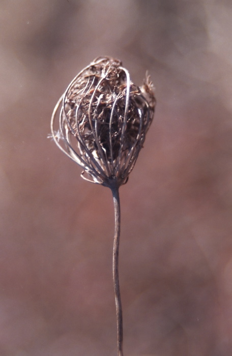  dry plant grass