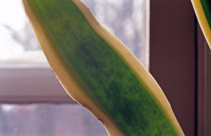  leaf plant sansevieria