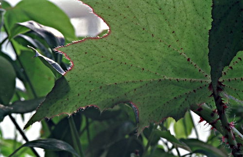  leaf plant begonia