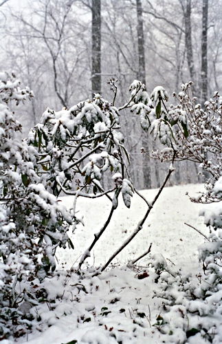 snow garden woods plant azalea