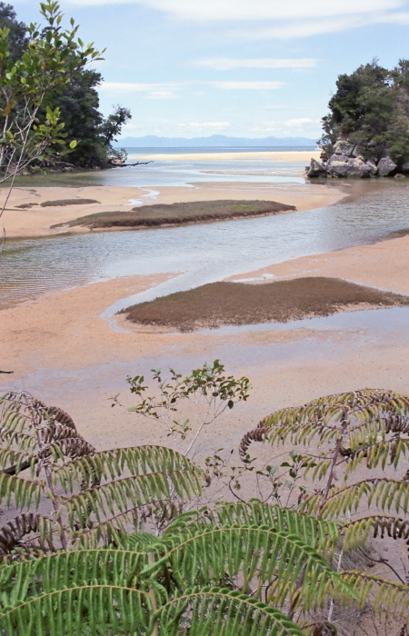 sea sand plant fern