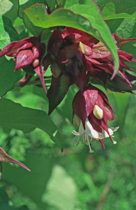  flower plant fuschia