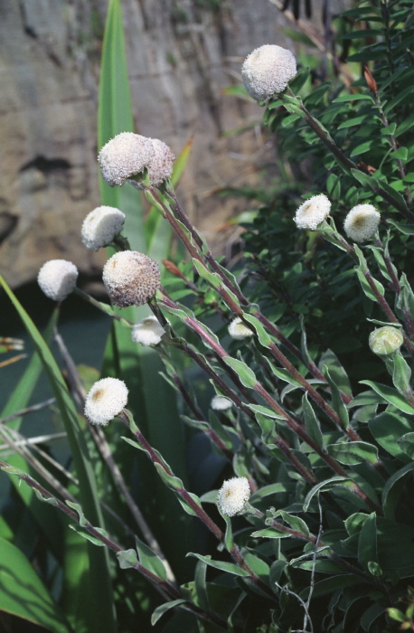 sea flower plant woolyhead