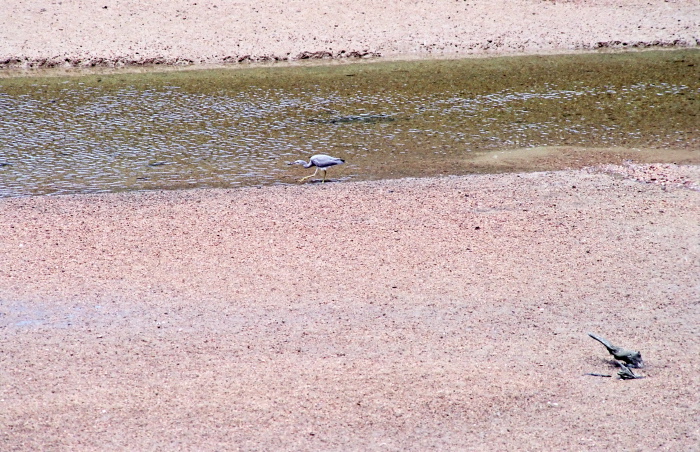 sea sand bird heron, white-faced