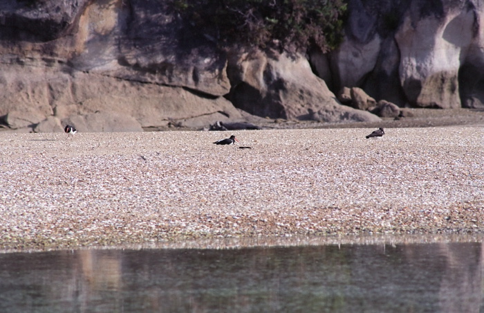 sea sand rock bird oystercatcher