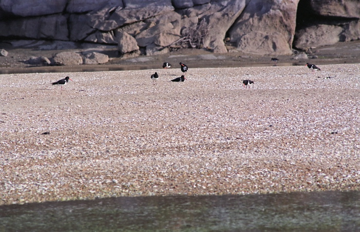 sea sand rock bird oystercatcher