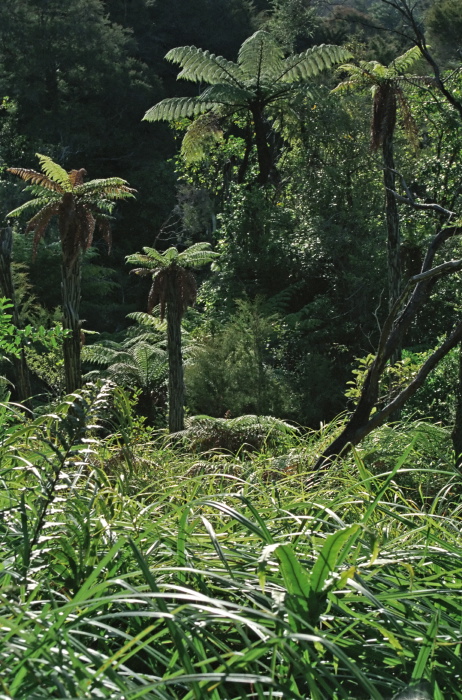 woods plant fern tree plant fern