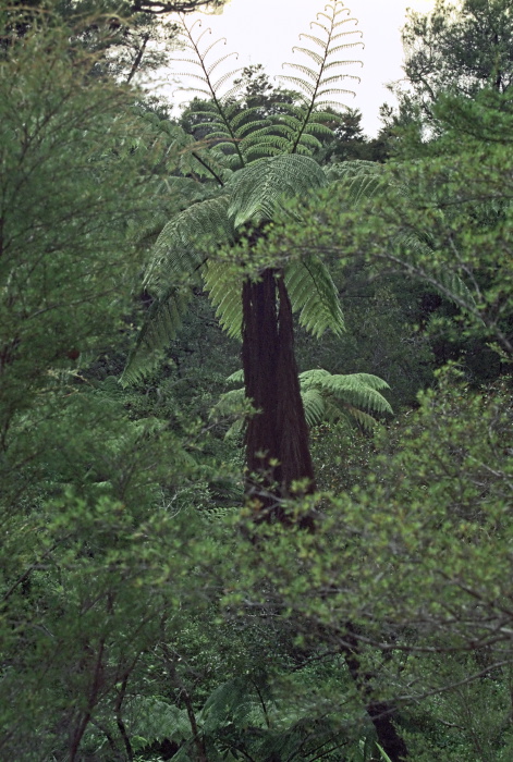 woods plant fern tree plant fern