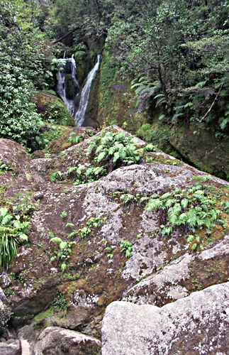 woods rock river plant fern