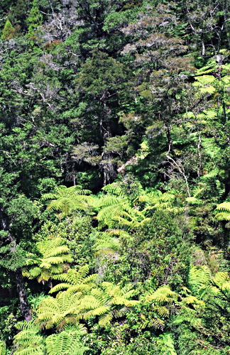 woods plant fern tree