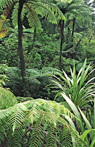 woods plant fern tree plant fern