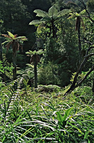 woods plant fern tree plant fern