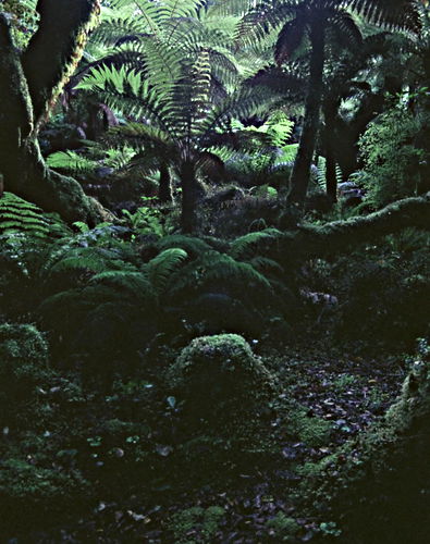 woods floor woods plant fern