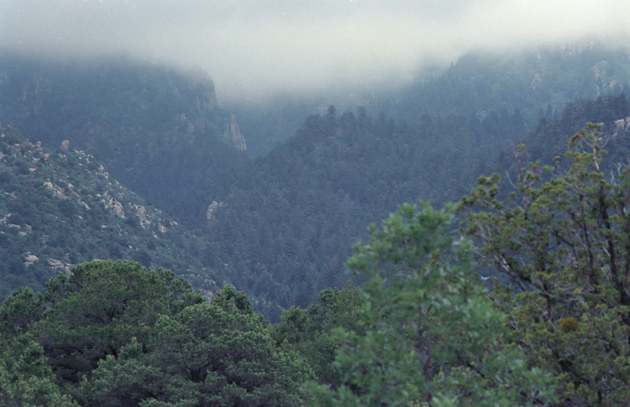 woods rain mountain