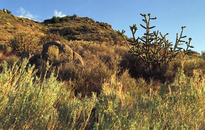 sunset desert plant cactus cholla