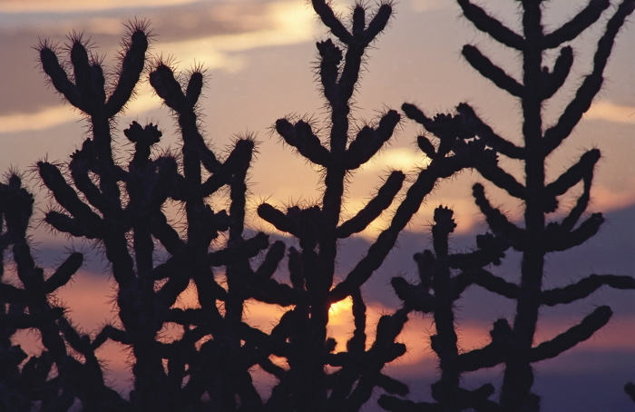 sunset silhouette desert plant cactus cholla