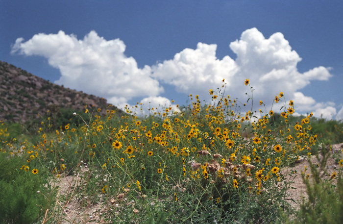 clouds desert plant sunflower