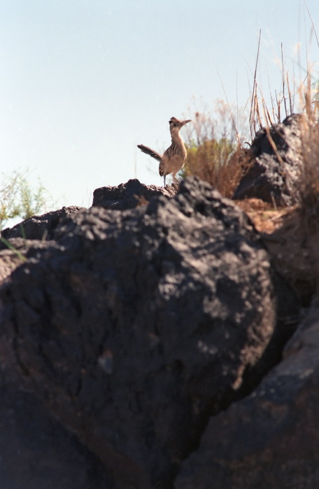 desert bird roadrunner