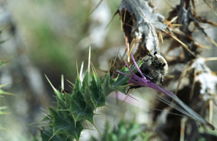 desert insect caterpillar