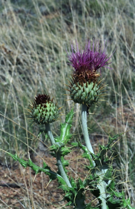 desert flower plant thistle