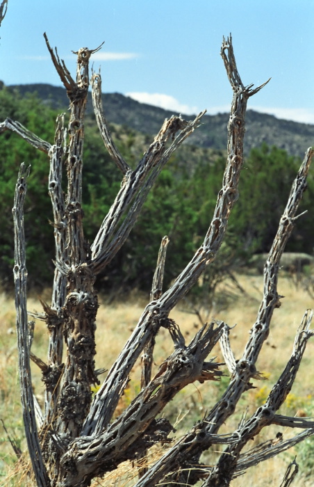 desert dry plant cactus cholla