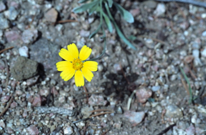 desert flower plant sunflower