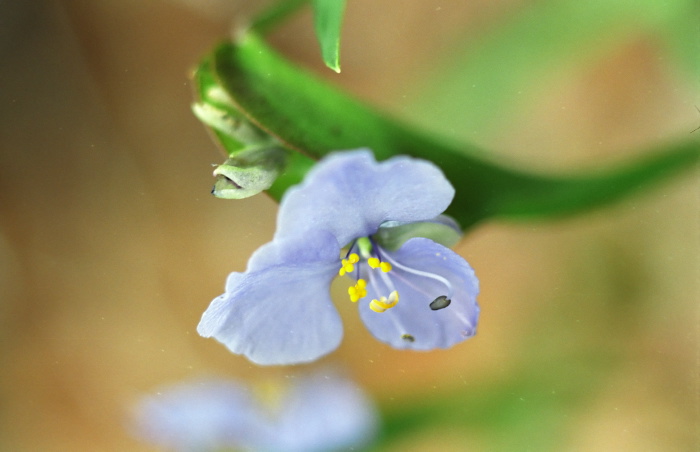  flower plant dayflower