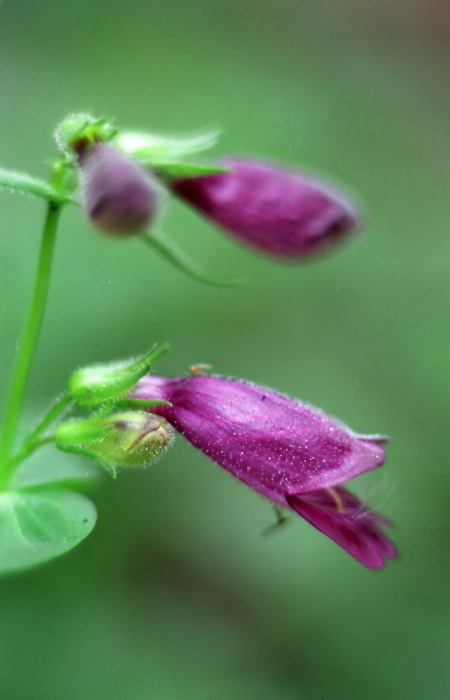  flower plant penstemon