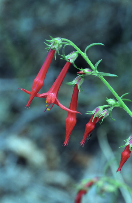  flower plant skyrocket (scarlet gilia)