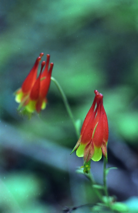  flower plant aquilegia